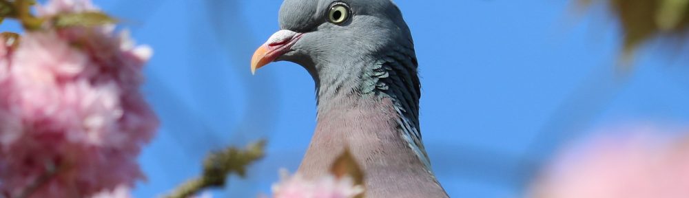 improbable pigeon