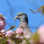 Les nouvelles de l’été, un visiteur improbable, 3/3, Christine Guyot